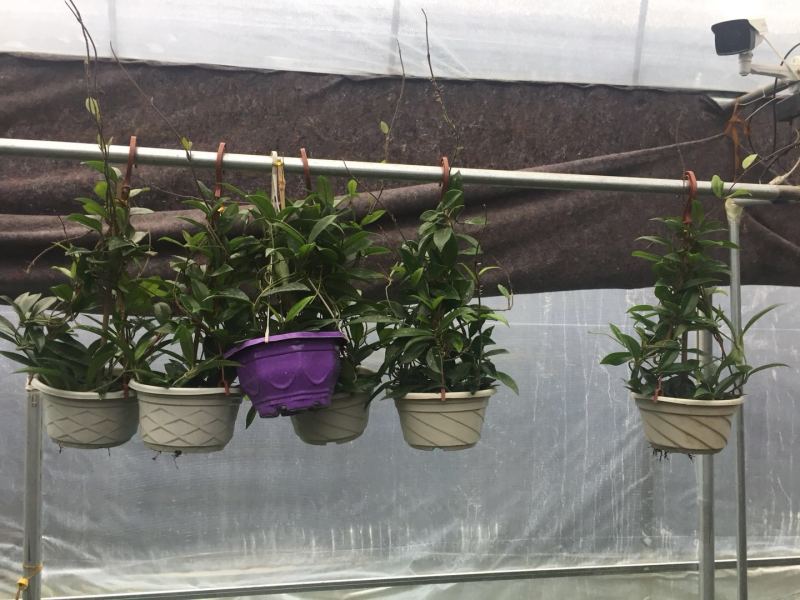 球兰花苗藤蔓垂吊植物绿植球兰