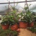 球兰花苗藤蔓垂吊植物绿植球兰