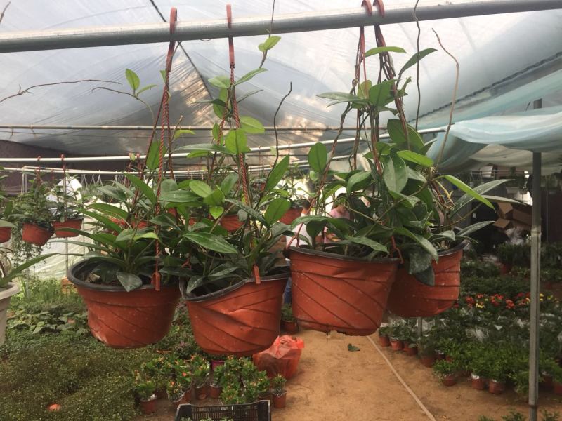 球兰花苗藤蔓垂吊植物绿植球兰