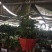球兰花苗藤蔓垂吊植物绿植球兰