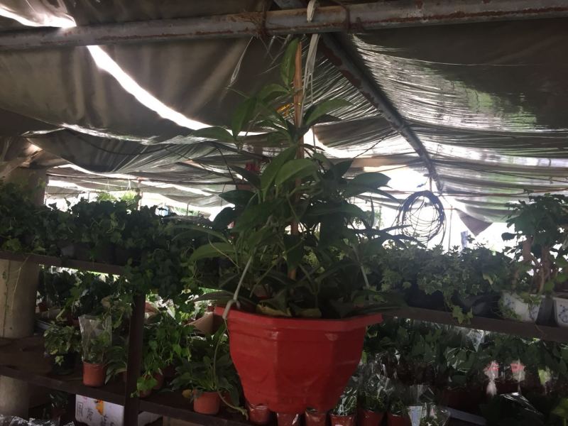 球兰花苗藤蔓垂吊植物绿植球兰