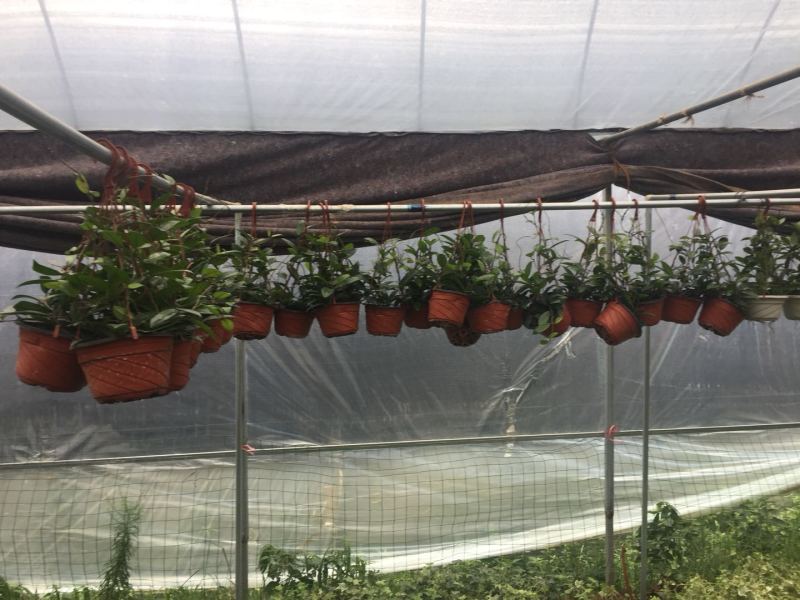 球兰花苗藤蔓垂吊植物绿植球兰