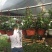 球兰花苗藤蔓垂吊植物绿植球兰
