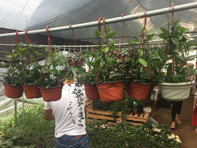 球兰花苗藤蔓垂吊植物绿植球兰