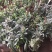 球兰花苗藤蔓垂吊植物绿植球兰