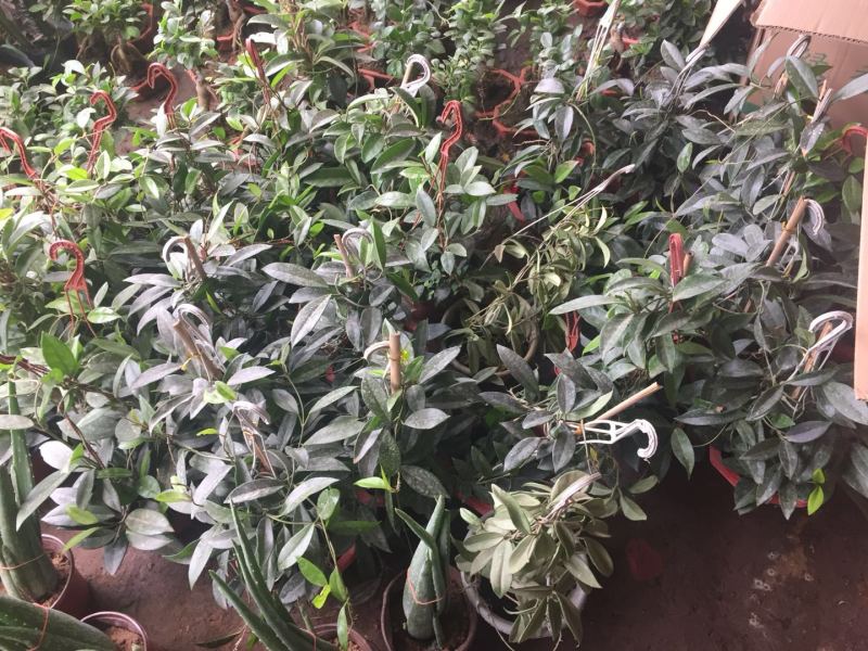 球兰花苗藤蔓垂吊植物绿植球兰