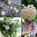 球兰花苗藤蔓垂吊植物绿植球兰