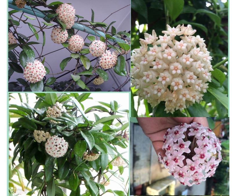 球兰花苗藤蔓垂吊植物绿植球兰