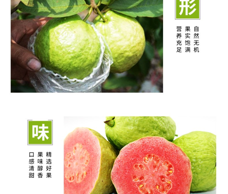 [微商**]番石榴芭乐5/10斤坏果包赔一件代发现摘