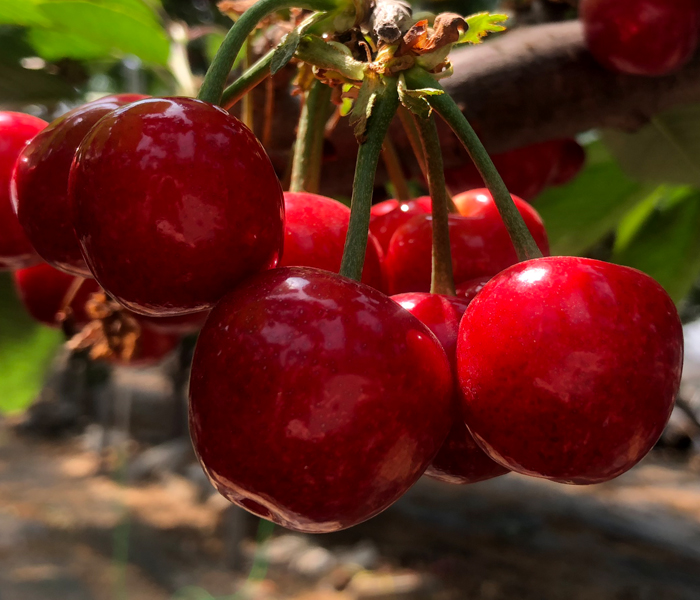 美早樱桃与授粉树春季开花实景