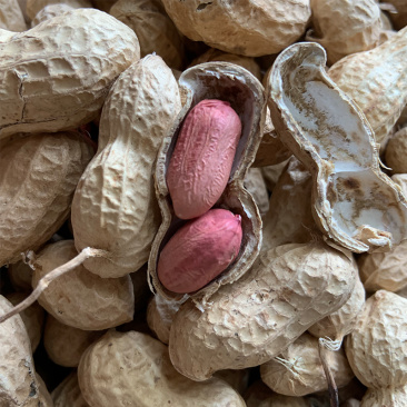 2019年带壳生花生粉红皮花生生花生新货5斤装农家新鲜晒干
