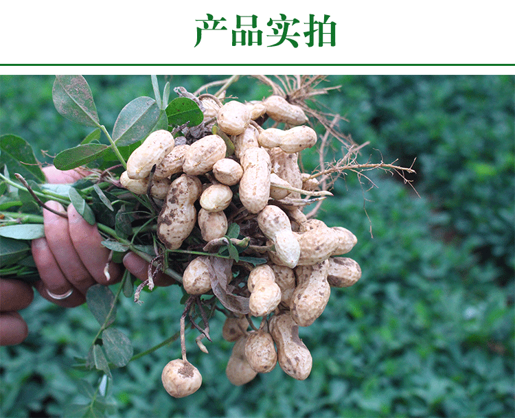 2019年带壳生花生粉红皮花生生花生新货5斤装农家新鲜晒干