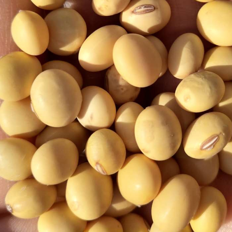 2019新豆老品种黄豆农家自种非转基因笨黄豆打豆浆大豆
