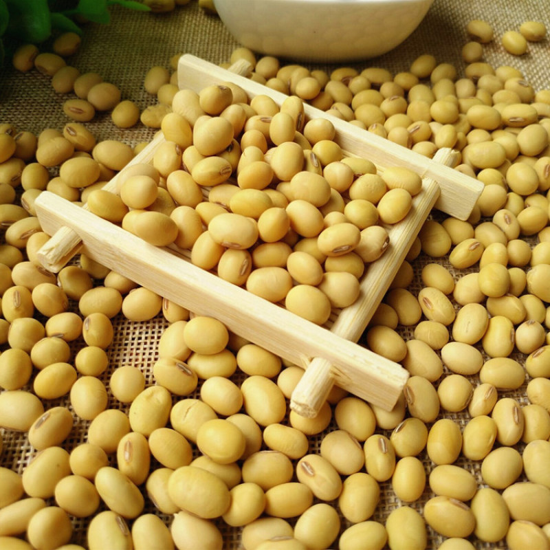 2019新豆老品种黄豆农家自种非转基因笨黄豆打豆浆大豆