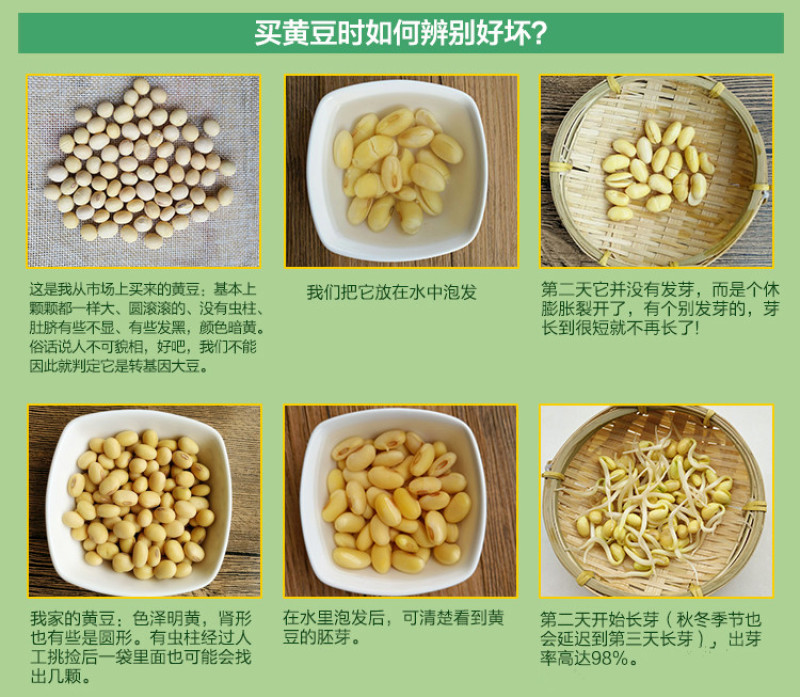 2019新豆老品种黄豆农家自种非转基因笨黄豆打豆浆大豆