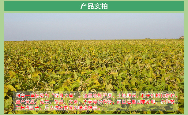 2019新豆老品种黄豆农家自种非转基因笨黄豆打豆浆大豆