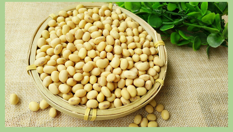 2019新豆老品种黄豆农家自种非转基因笨黄豆打豆浆大豆