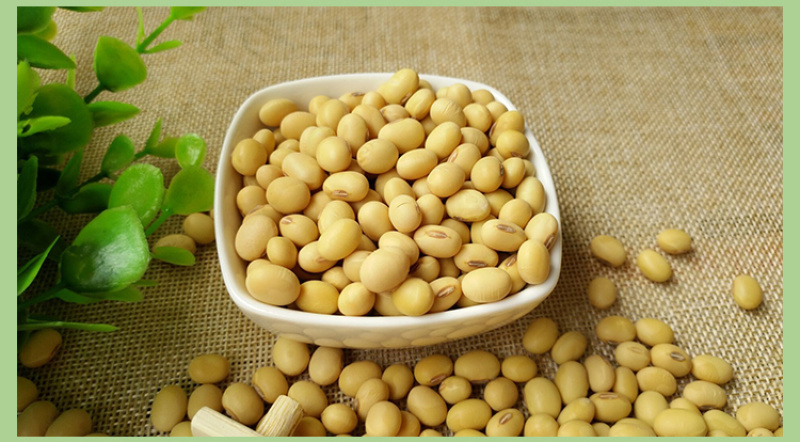 2019新豆老品种黄豆农家自种非转基因笨黄豆打豆浆大豆