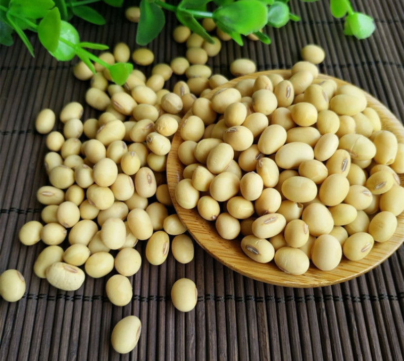2019新豆老品种黄豆农家自种非转基因笨黄豆打豆浆大豆