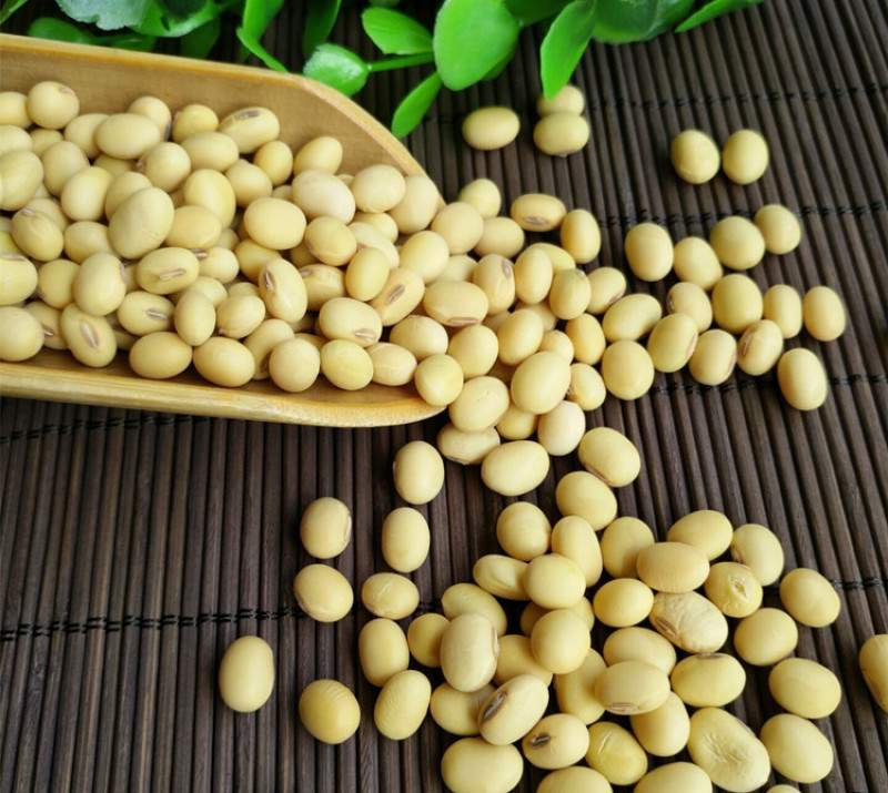 2019新豆老品种黄豆农家自种非转基因笨黄豆打豆浆大豆