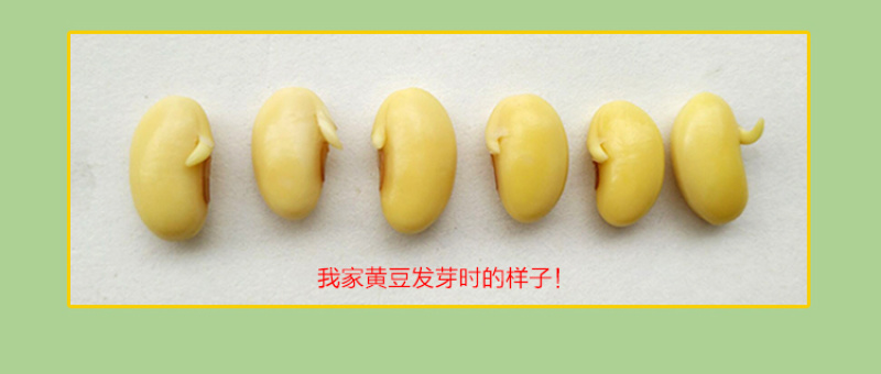 2019新豆老品种黄豆农家自种非转基因笨黄豆打豆浆大豆