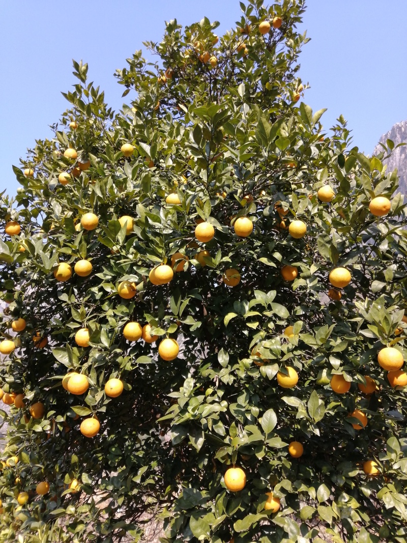 黄金果