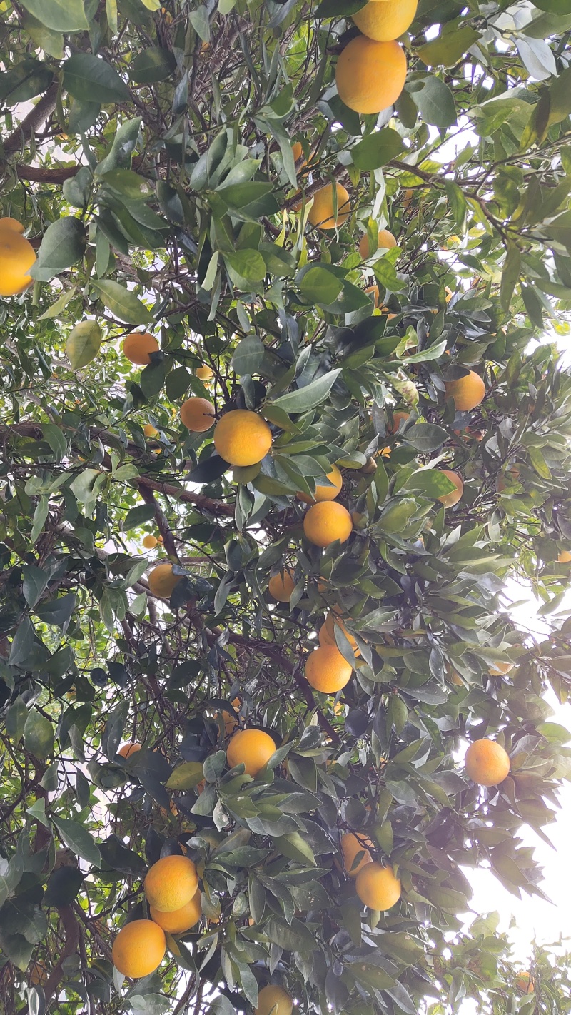 黄金果