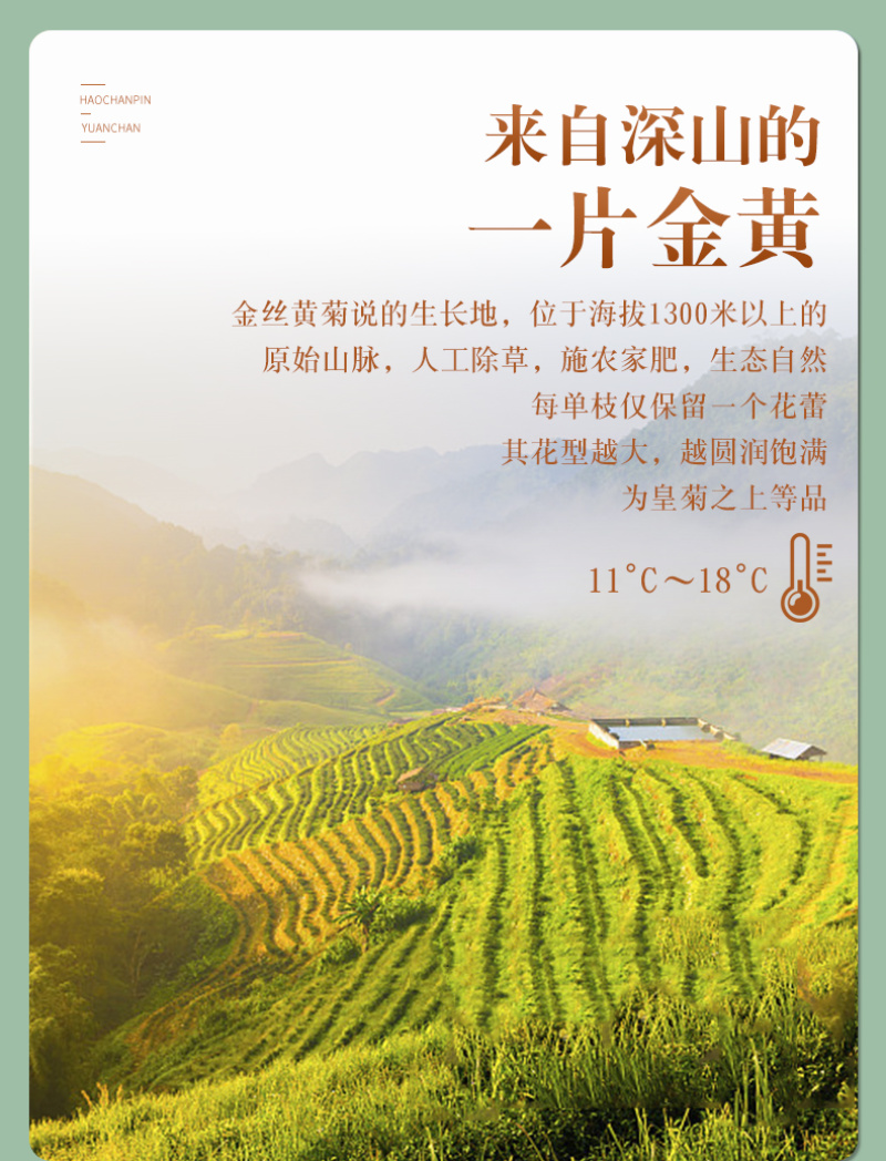 金丝皇菊一杯一朵