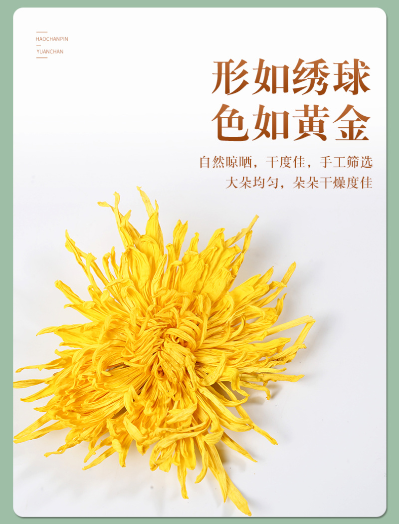 金丝皇菊一杯一朵
