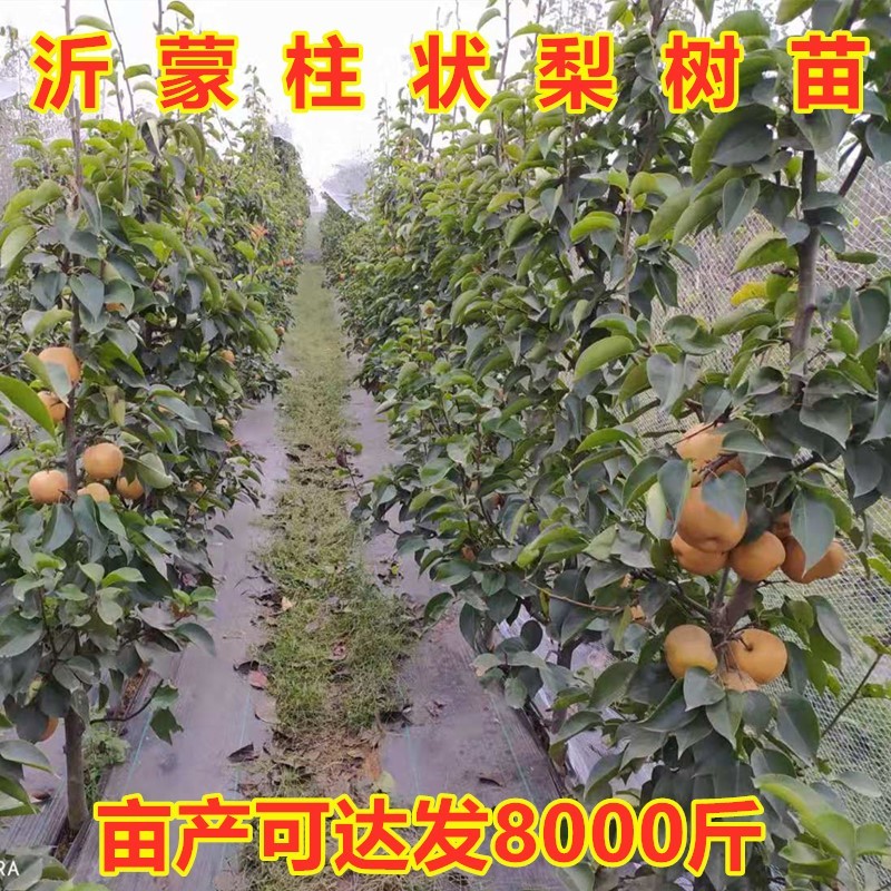 沂蒙柱状梨树苗包成活当年结果南北方种植死苗免费