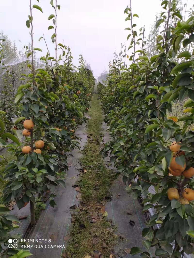 沂蒙柱状梨树苗包成活当年结果南北方种植死苗免费