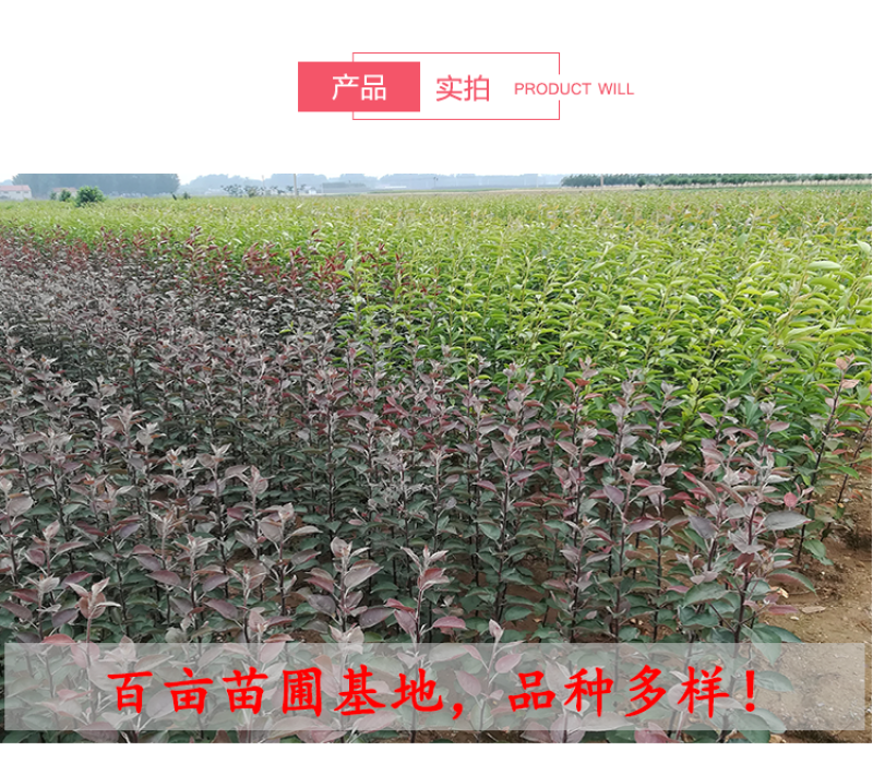 沂蒙柱状梨树苗包成活当年结果南北方种植死苗免费