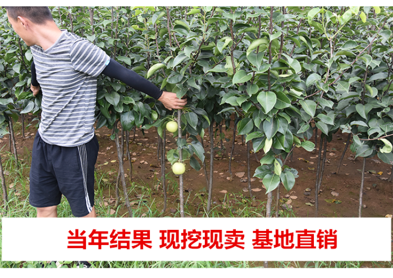 沂蒙柱状梨树苗包成活当年结果南北方种植死苗免费