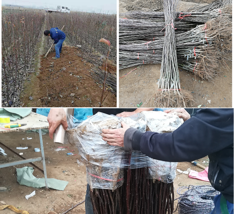 沂蒙柱状梨树苗包成活当年结果南北方种植死苗免费