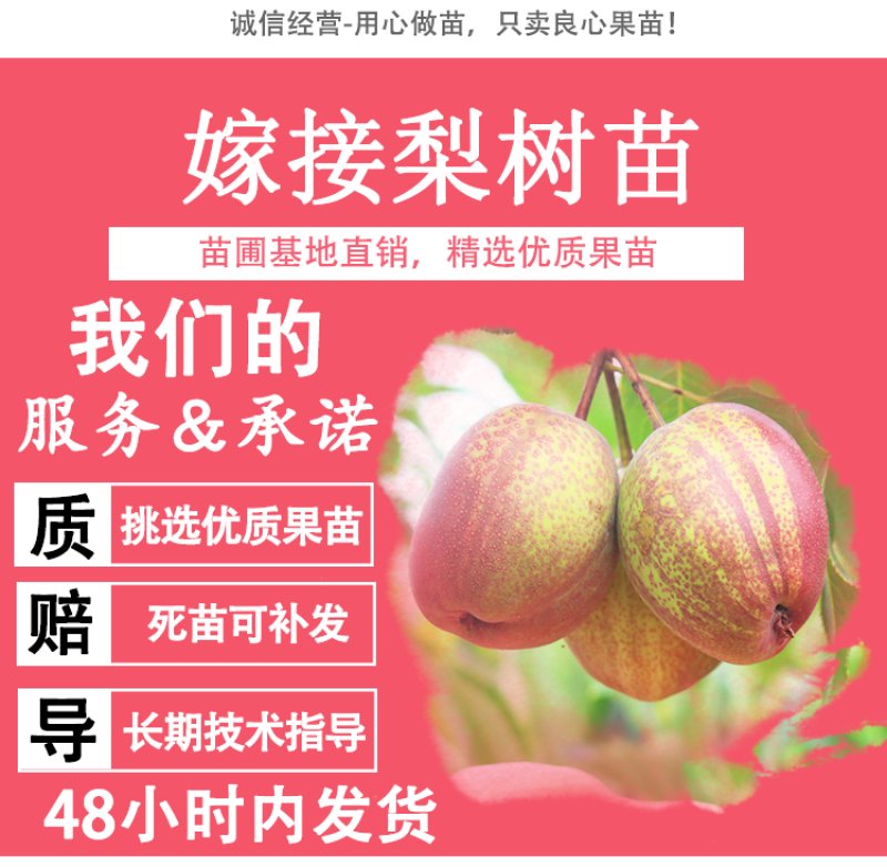 沂蒙柱状梨树苗包成活当年结果南北方种植死苗免费