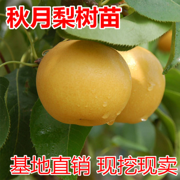 秋月梨树苗包成活现挖现卖当年结果南北方种植死苗免费补发