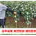 秋月梨树苗包成活现挖现卖当年结果南北方种植死苗免费补发