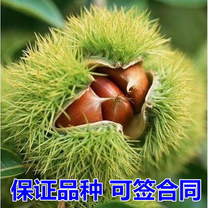 大红袍板栗苗包成活现挖现卖当年结果南北方种植死苗免费补