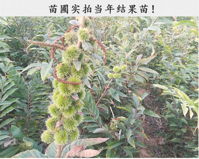 大红袍板栗苗包成活现挖现卖当年结果南北方种植死苗免费补
