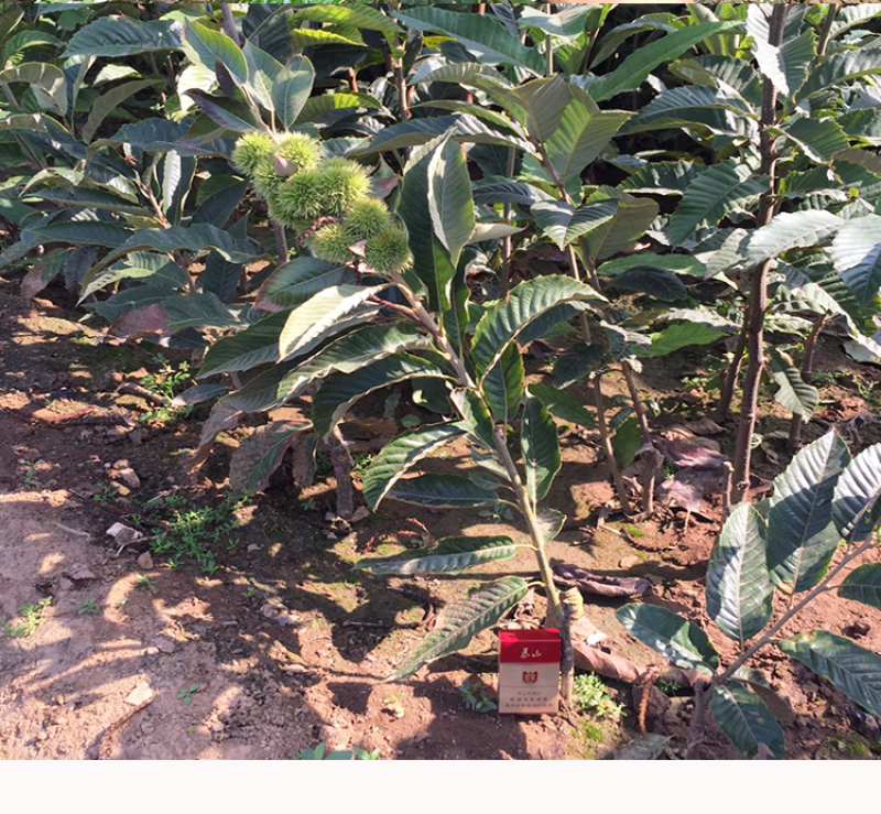 大红袍板栗苗包成活现挖现卖当年结果南北方种植死苗免费补