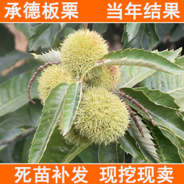 承德板栗苗包成活现挖现卖当年结果南北方种植死苗免费补发