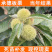 承德板栗苗包成活现挖现卖当年结果南北方种植死苗免费补发