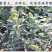 承德板栗苗包成活现挖现卖当年结果南北方种植死苗免费补发