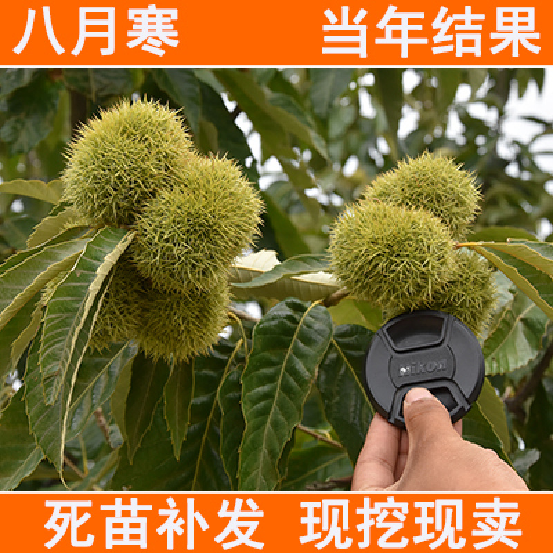 八月寒板栗苗包成活现挖现卖当年结果南北方种植死苗免费补