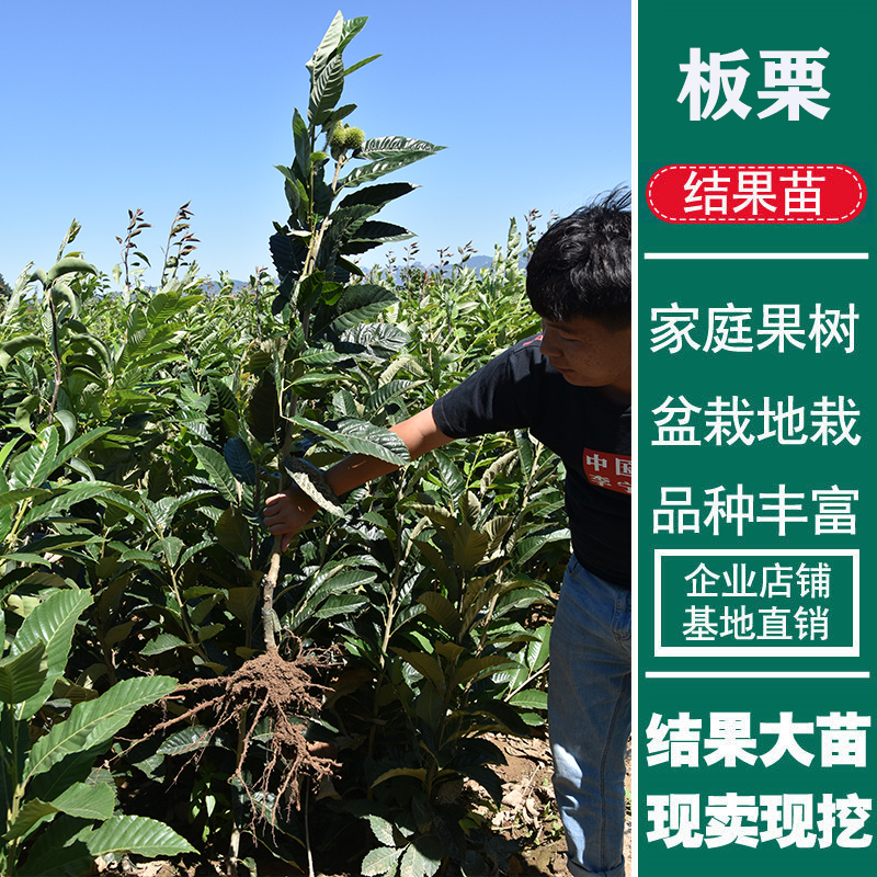 八月寒板栗苗包成活现挖现卖当年结果南北方种植死苗免费补