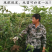 八月寒板栗苗包成活现挖现卖当年结果南北方种植死苗免费补