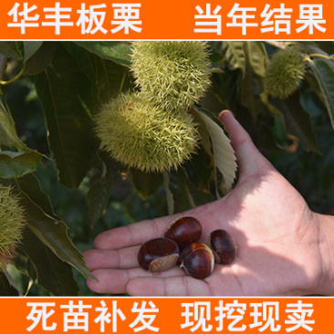 华丰板栗苗包成活现挖现卖当年结果南北方种植死苗免费补发