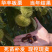华丰板栗苗包成活现挖现卖当年结果南北方种植死苗免费补发
