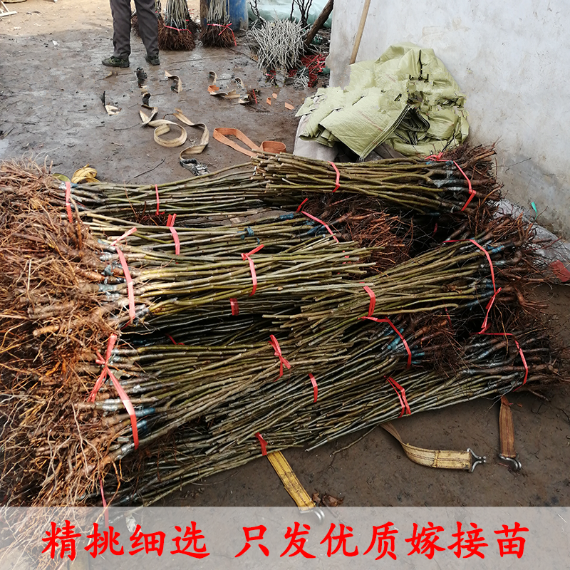 华丰板栗苗包成活现挖现卖当年结果南北方种植死苗免费补发