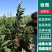 华丰板栗苗包成活现挖现卖当年结果南北方种植死苗免费补发